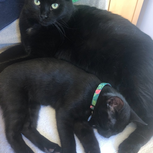 Meet your Posher, Michelle - Picture 3 of 5